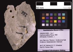 Foto (Objekt + Etiketten) von Oxythyreus gibbus (Reuss, 1858) (NHMW-GEO-1990-0041-0266)